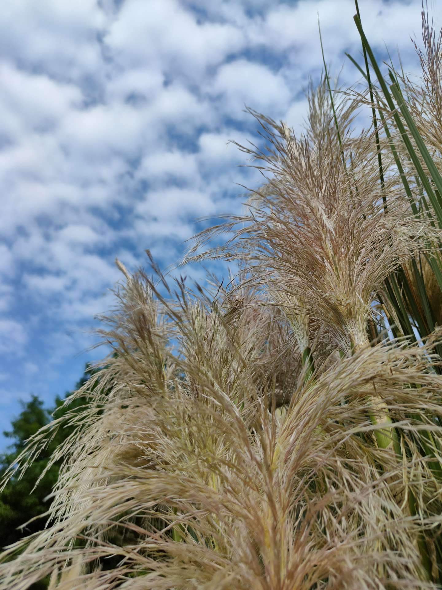 蒹葭苍苍,白露为霜——矮蒲苇